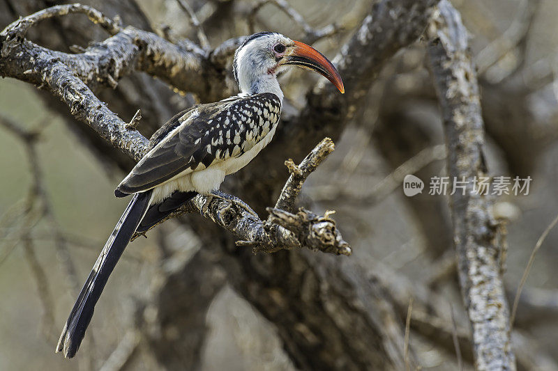 北方红嘴犀鸟(Tockus erythrorhynchus)是一种相对较小的犀鸟物种，发现于撒哈拉以南非洲的稀树大草原和林地。肯尼亚桑布鲁国家保护区。吃一个bug。